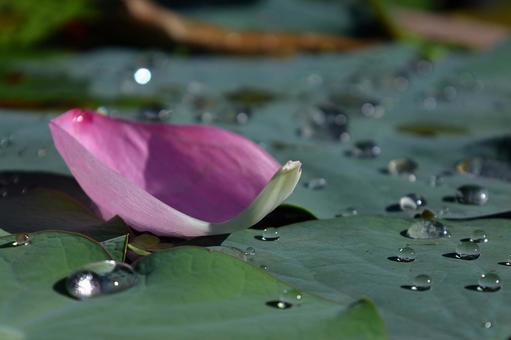 神聖な花 神聖な花 ハス,花,ハス科の植物の写真素材