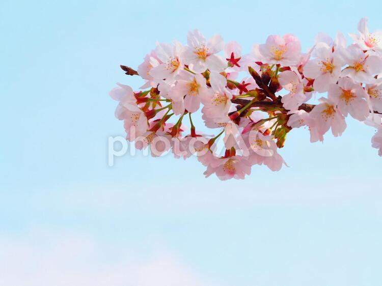 青空と春の桜 桜,和,和風の写真素材