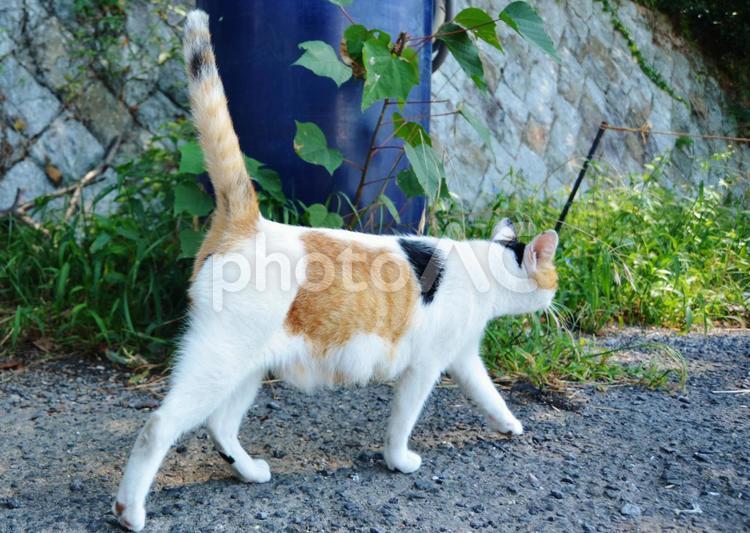 きびきびと歩く一匹の猫 猫,一匹,茶色の写真素材