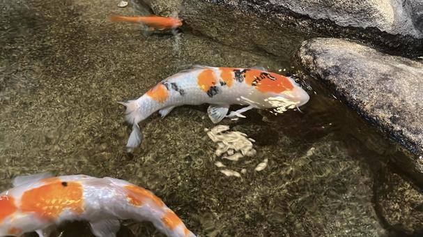 鯉 鯉,ニシキゴイ,コイの写真素材