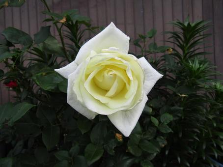 Rose, JPG Rose, JPG