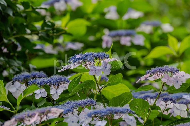指扇アジサイまつり2025年 アジサイ,紫陽花,花の写真素材