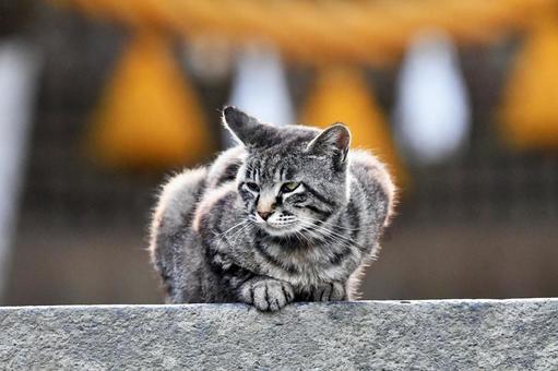 ねこ 石段 ねこ 石段の写真