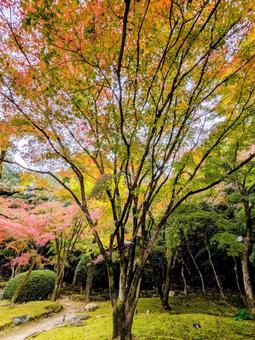 龍野公園の紅葉に癒される6 龍野公園の紅葉に癒される6 紅葉,もみじ,秋の写真素材