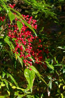 南天の赤い実の写真