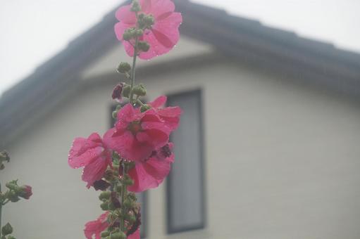 タチアオイ タチアオイの写真