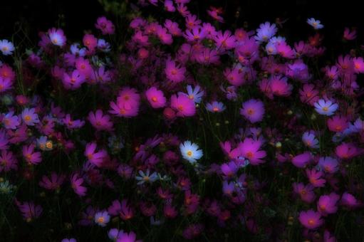 Cosmos flowers at night, JPG