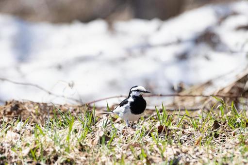自然の中のハクセキレイ 自然の中のハクセキレイ 野生の鳥,野生動物,風景の写真素材