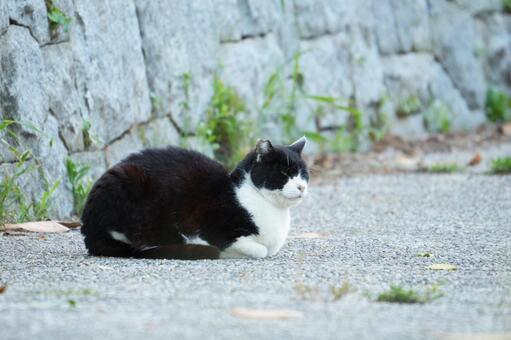 道で休む黒白の野良猫　静かな日常風景 猫,野良猫,黒白猫の写真素材