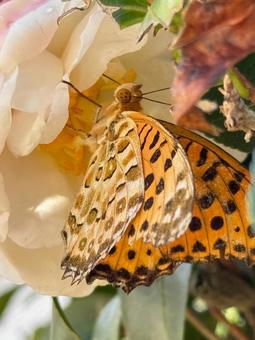 山茶花とツマグロヒョウモンの写真