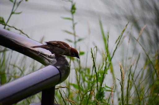 スズメの姿 スズメ,雀,動物の写真素材
