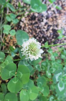 White clover, JPG