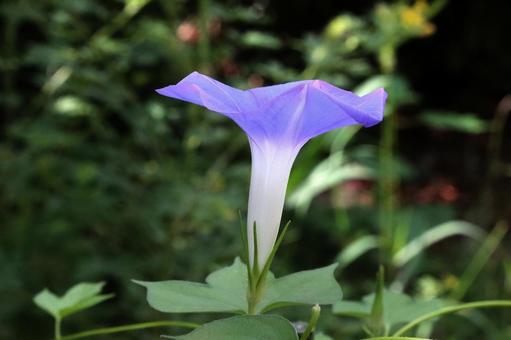 アサガオの花 アサガオの花の写真