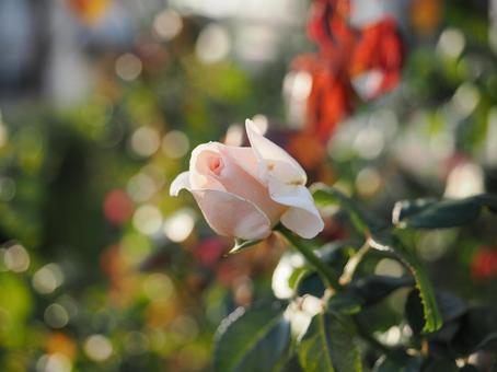 バラ園で淡い色の薔薇を撮った写真です バラ園で淡い色の薔薇を撮った写真ですの写真