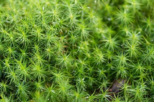 コケ コケ コケ,植物,自然の写真素材