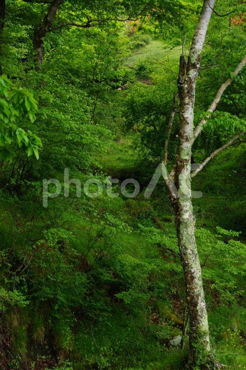 1本の白樺の木と緑の背景 緑色,背景,テクスチャの写真素材