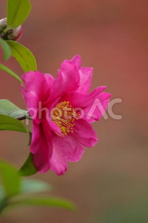 寒ツバキの背景がもみじの色で美しい 寒ツバキ,花,紅葉の写真素材