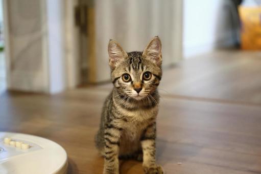 リビングにちょこんと座る子猫 リビングにちょこんと座る子猫の写真