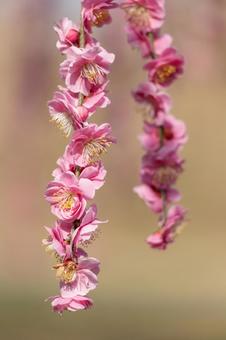 枝垂れ梅・ピンクの写真