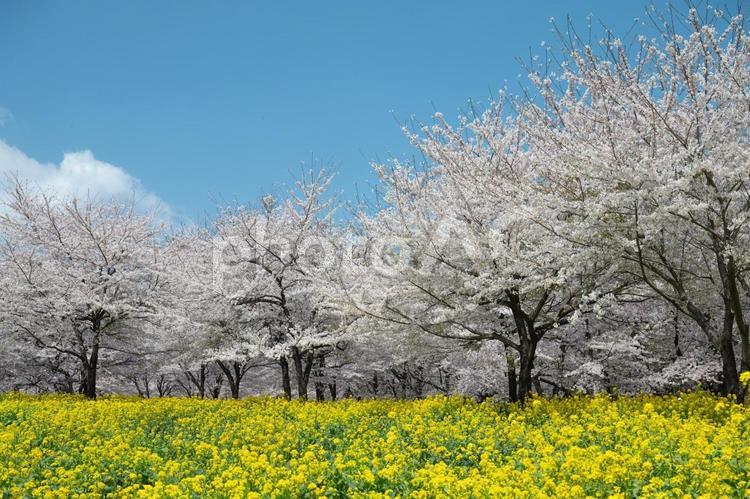 桜と青空と菜の花畑 桜,春,菜の花の写真素材