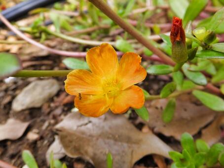 スベリヒユのオレンジ色の花 花,秋,10月の写真素材