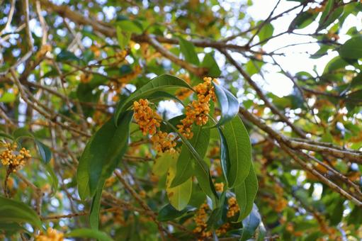 キンモクセイ　蕾 キンモクセイ,金木犀,木の写真素材