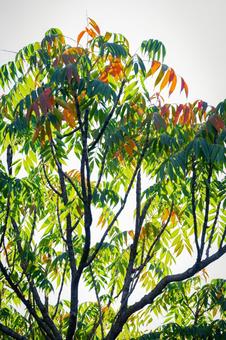 ハゼノキ ハゼノキ,ロウノキ,木の写真素材