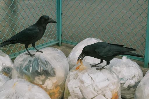 生ゴミを漁るカラス 生ゴミを漁るカラスの写真