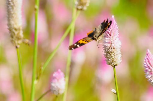 アカタテハ(51)の写真