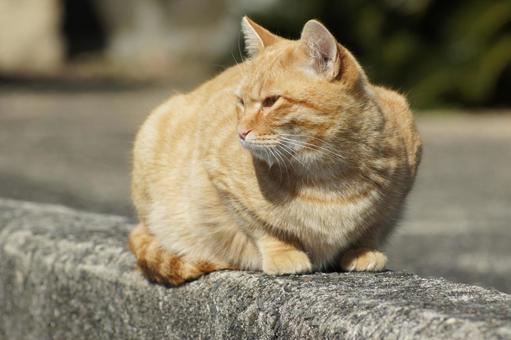 ねこ ねこの写真