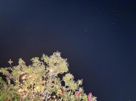 イルミネーションの木　夜空コピースペース 木,イルミネーション,空の写真素材