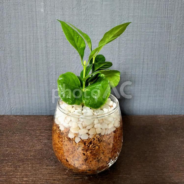 コーヒーの木 コーヒーの木,観葉植物,アレンジメントの写真素材
