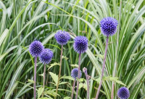 ヒゴタイの花 ヒゴタイの花 ヒゴタイ,ひごたい,平江帯の写真素材