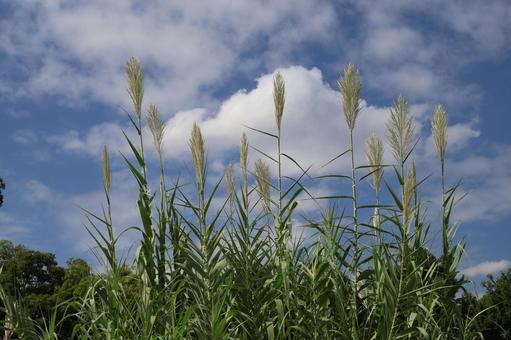 青空と雲とフイリダンチクの写真