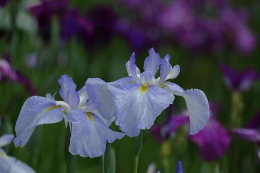 Pass the incense of Edo to now, JPG Pass the incense of Edo to now, plant, flower, iris, JPG