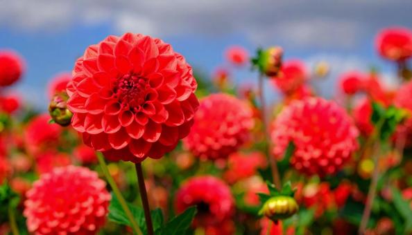 赤いダリアの花 花畑 秋の花 10月 赤いダリアの花 花畑 秋の花 10月の写真