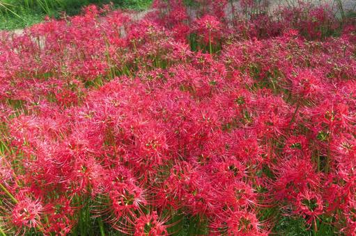 Red spider lily, JPG Red spider lily, JPG