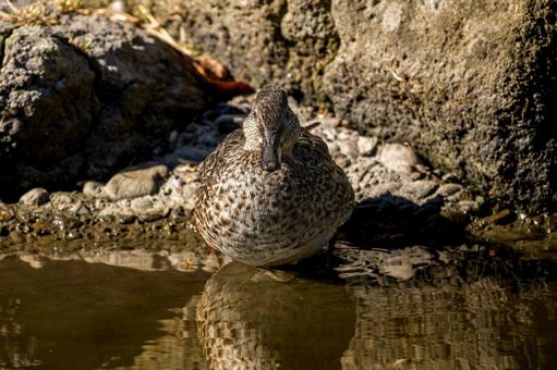 水辺のコガモ 水辺のコガモ コガモ,カモ,鴨の写真素材