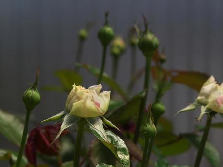 開花し始めた白いバラとつぼみ 開花し始めた白いバラとつぼみの写真