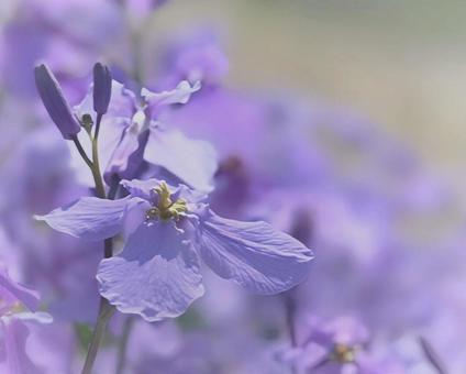 ムラサキハナナ ムラサキハナナの写真