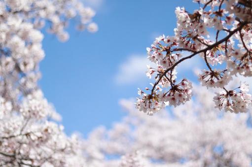 桜と空 桜と空の写真