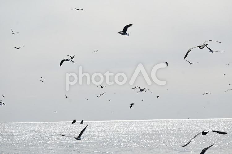 カモメの群れ 海,自然,風景の写真素材