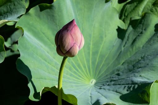 大きな蓮の葉と花の蕾 大きな蓮の葉と花の蕾 蓮,蓮の花,蕾の写真素材