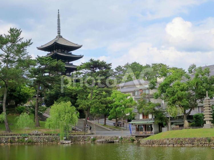 猿沢池と五重塔 猿沢池,五重塔,興福寺の写真素材