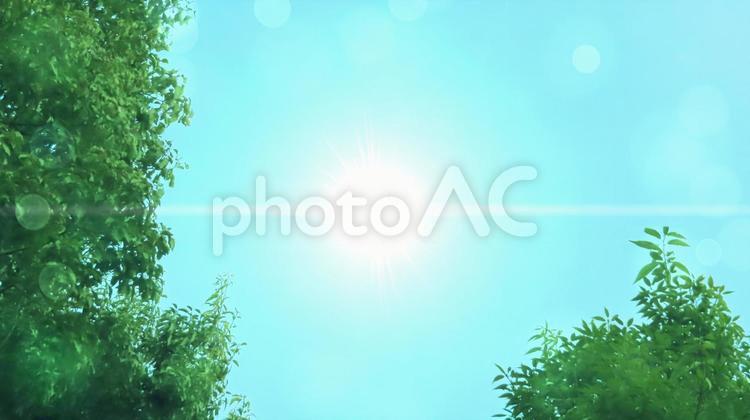 青い空と太陽、緑の木々 新緑,緑,木の写真素材