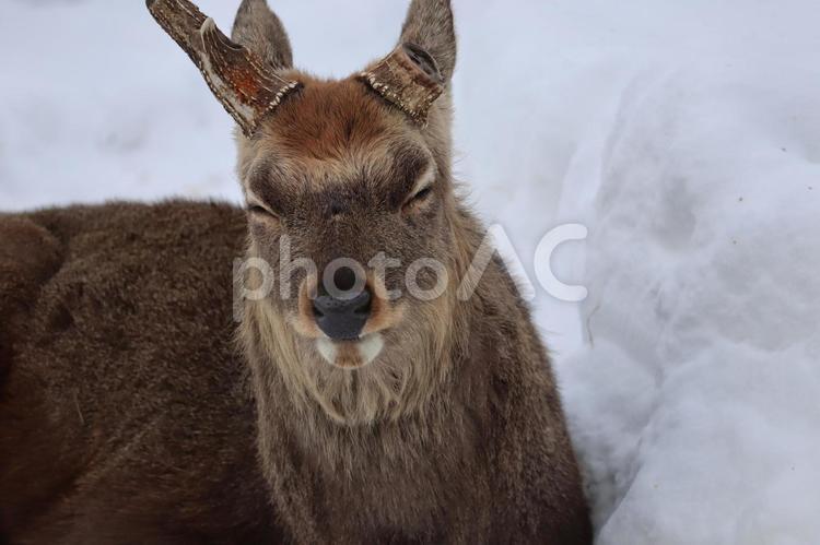 エゾシカ 鹿,モフモフ,哺乳類の写真素材