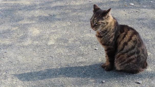 日向ぼっこが日課のもふもふで可愛い猫様 日向ぼっこが日課のもふもふで可愛い猫様 猫,キジトラ,日向ぼっこの写真素材