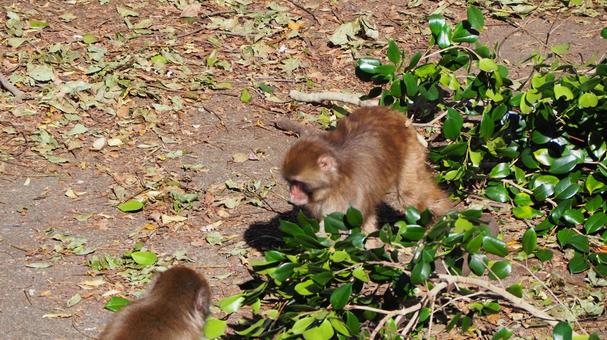 猴子兒童動物園 知光山公園狹山市埼玉縣 猴子兒童動物園 知光山公園狹山市埼玉縣