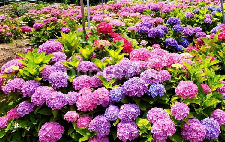 華やかな森のあじさい 花,あじさいの森,梅雨の写真素材