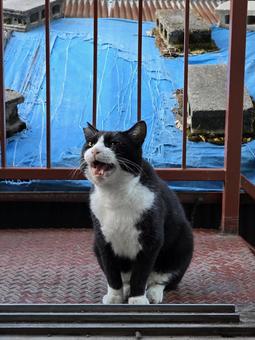おしゃべり中の猫 おしゃべり中の猫の写真